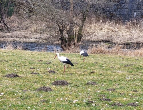 AUCH in Windischeschenbach ist der Storch wieder da!!